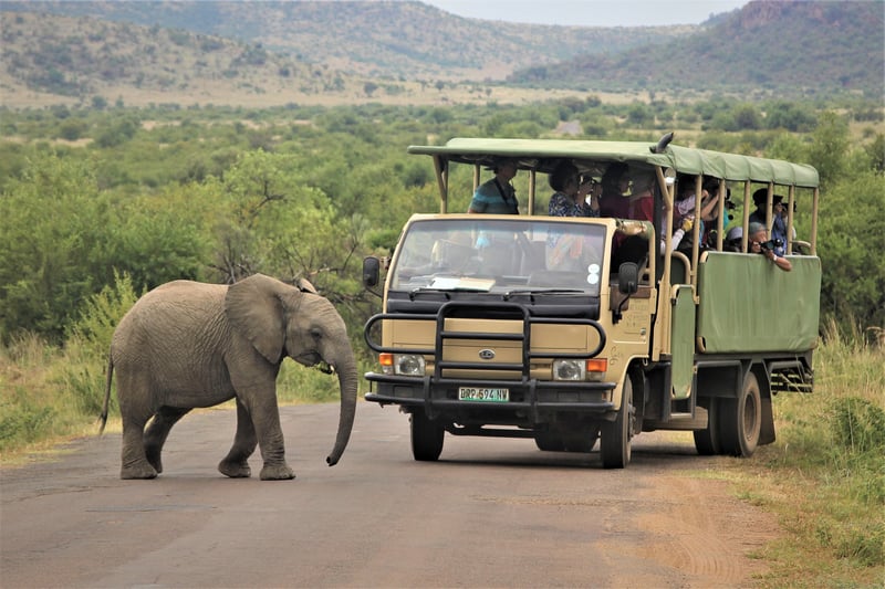 Don't promise the big 5 on safari