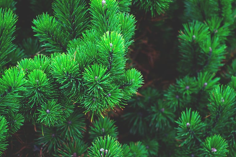 What is evergreen content? And why should you love it?